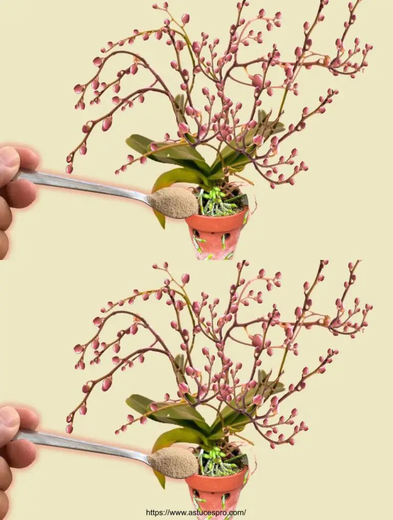 Le orchidee che non fioriscono improvvisamente prosperano tutto l’anno grazie a questo