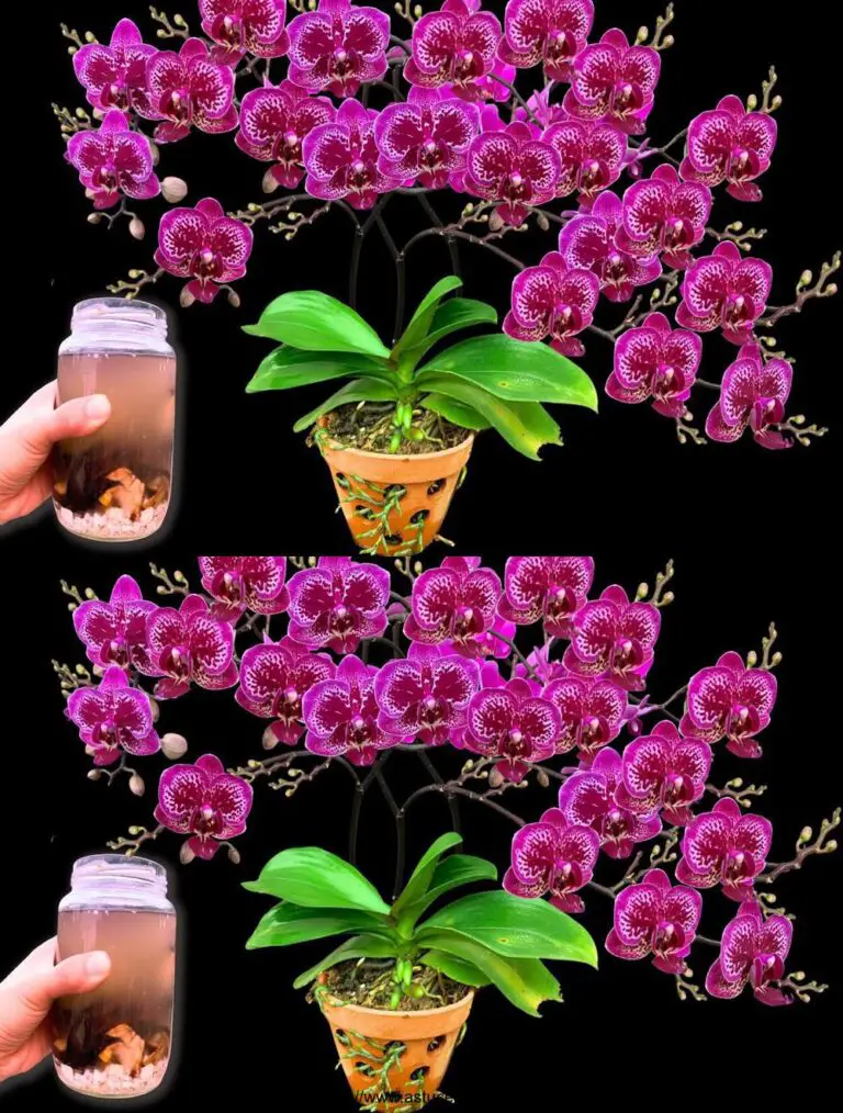 Una bottiglia alla settimana! Le orchidee rare prosperano improvvisamente con molti altri fiori magici.