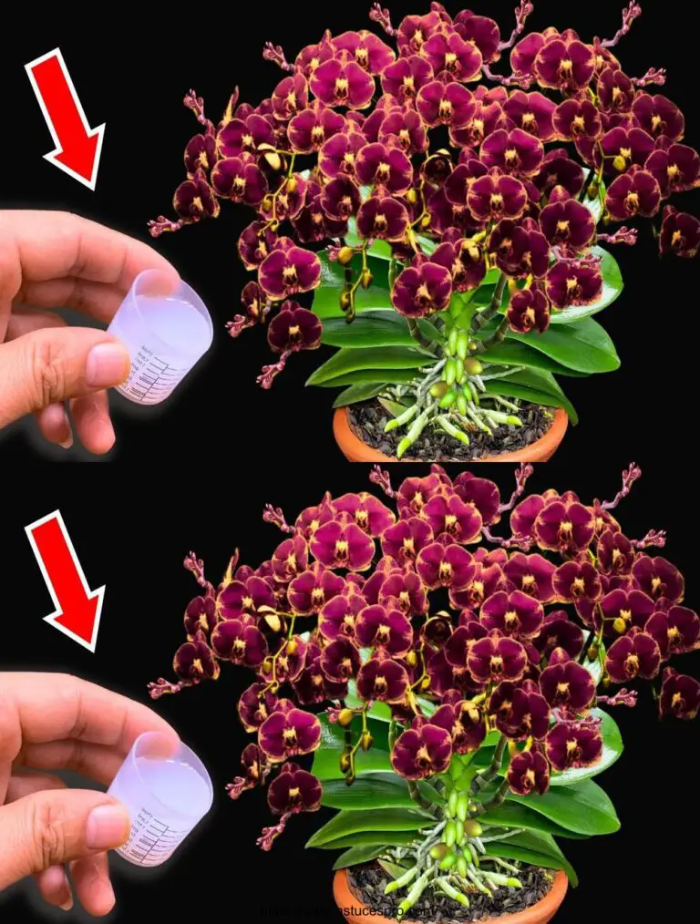 Solo un tappo! Le orchidee fiorirono improvvisamente molte volte