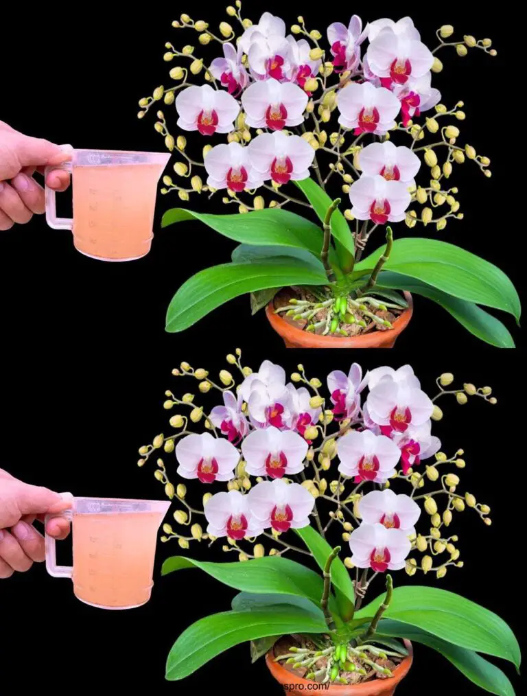 Una tazza magica per orchidee in fiore tutto l’anno