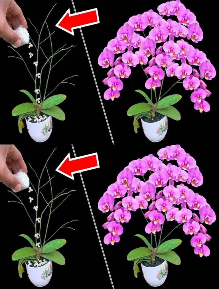 Un respiro di cucchiaio è sufficiente! Le orchidee fioriscono improvvisamente con molti fiori magicamente belli