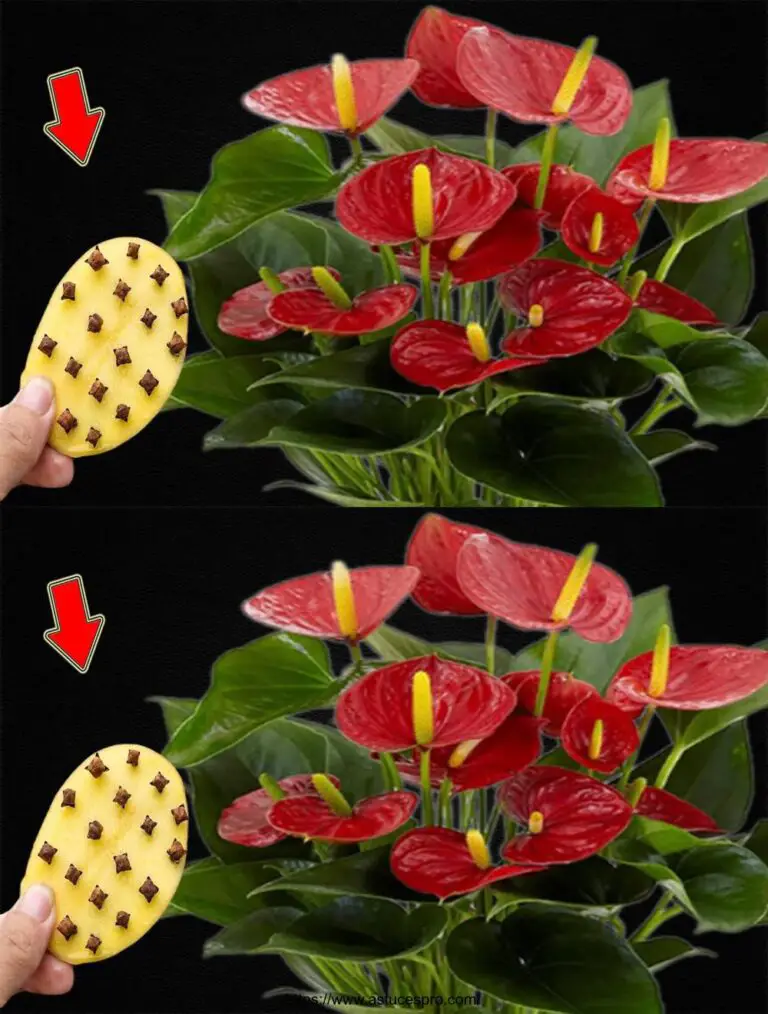 Anthuriums Fiore 500% Più facilmente Grazie a questo segreto!