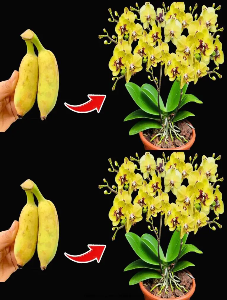 Consegnate le vostre orchidee con una semplice banana