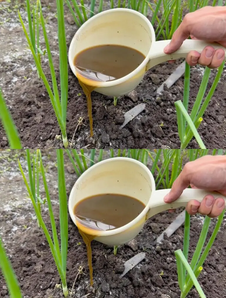 Le cipolle amano questa dieta. Crescono anche con il maltempo e l’ingiallamento delle piume scompare.