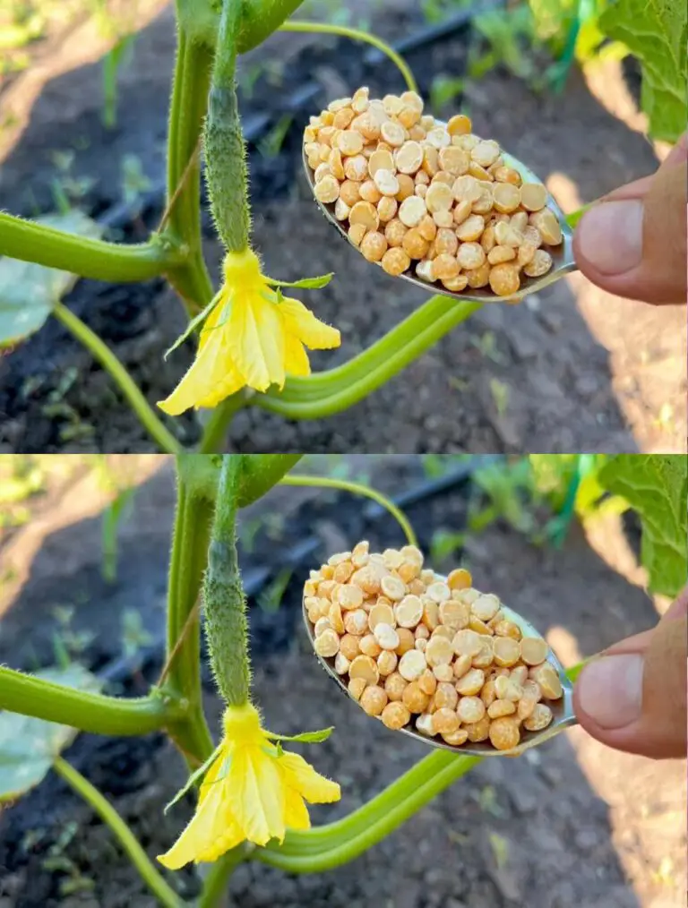 Un cucchiaio per i cetrioli e cresceranno, verde e porterà frutta in abbondanza.