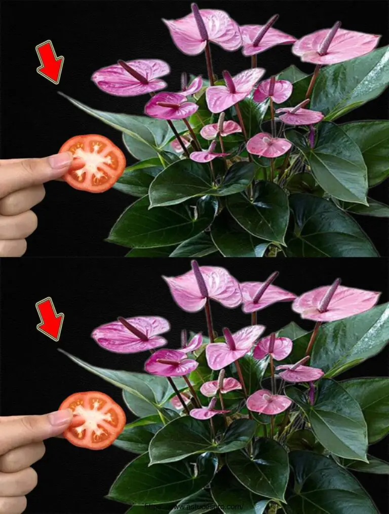 Solo una fetta di pomodoro! L’intero giardino di Anthurium scoppia con fiori in abbondanza