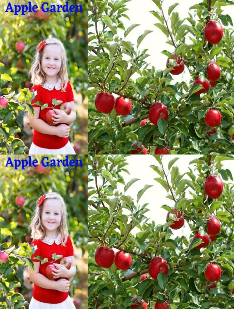 Magic Garden of Apples: The Revolution of Agricultural Technology