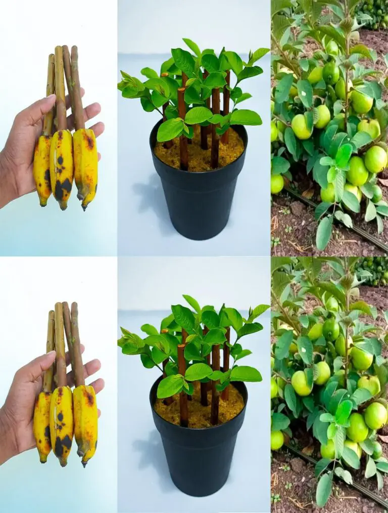 Come propagare l’albero del guava dai tagli con le banane
