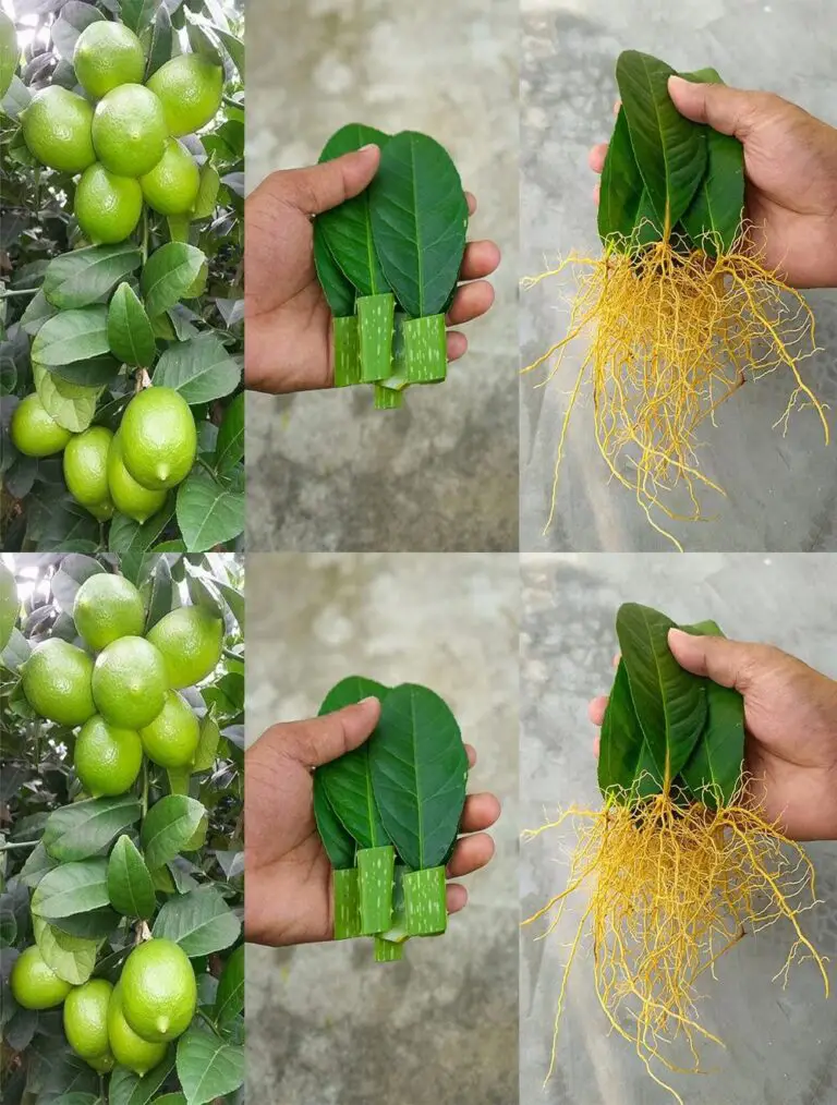 Come spingere un Citronnier da Leaves con Aloe Vera