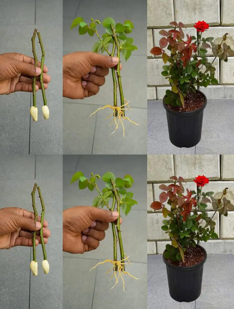 Come spingere le rose da Bites – Il metodo semplice