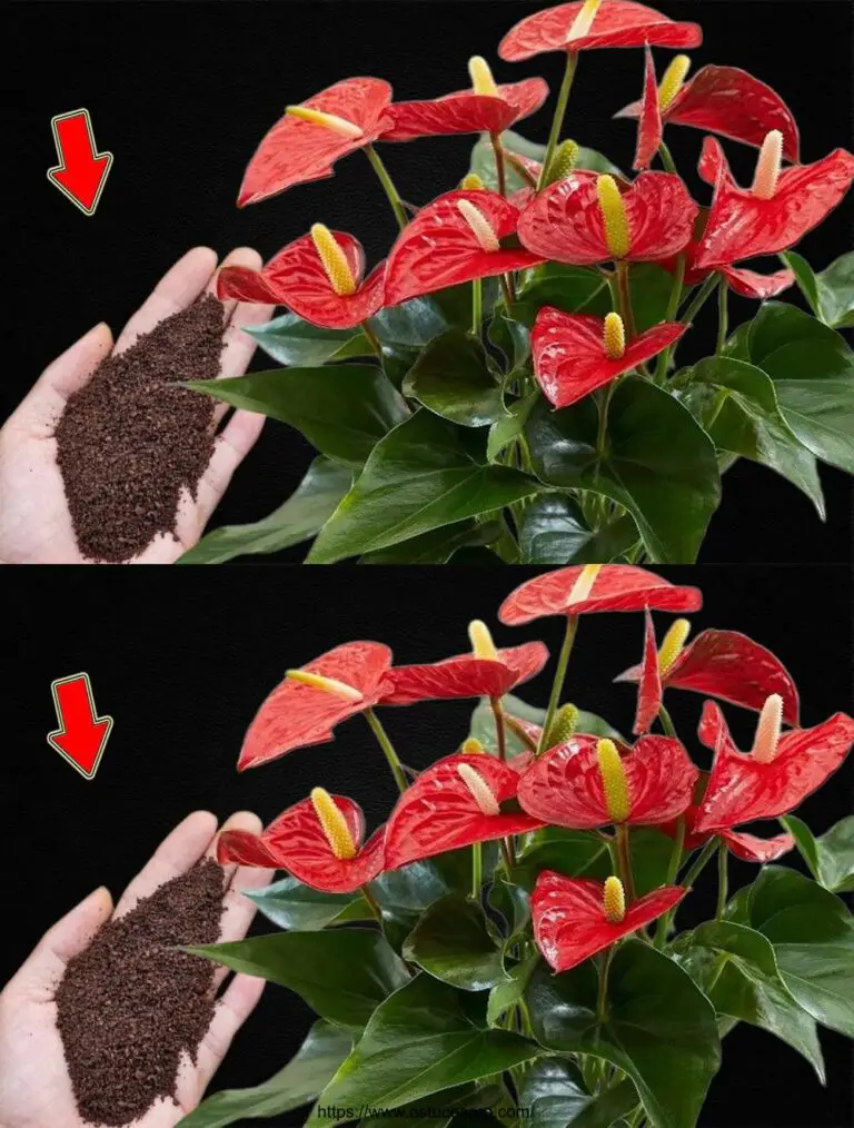 Solo un cucchiaio! All’improvviso, l’Anthurium ha fatto molti fiori magici