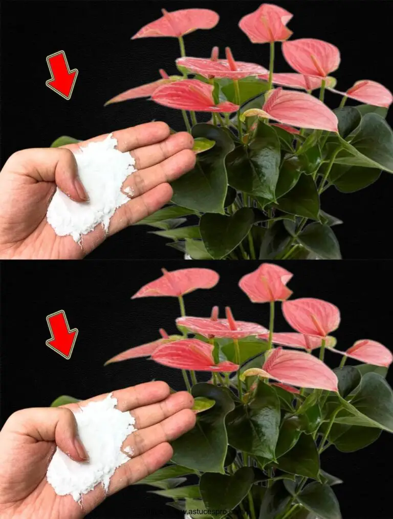 Sprinkle 1 cucchiaio alle radici! L的anthurium cresce molti fiori magici.