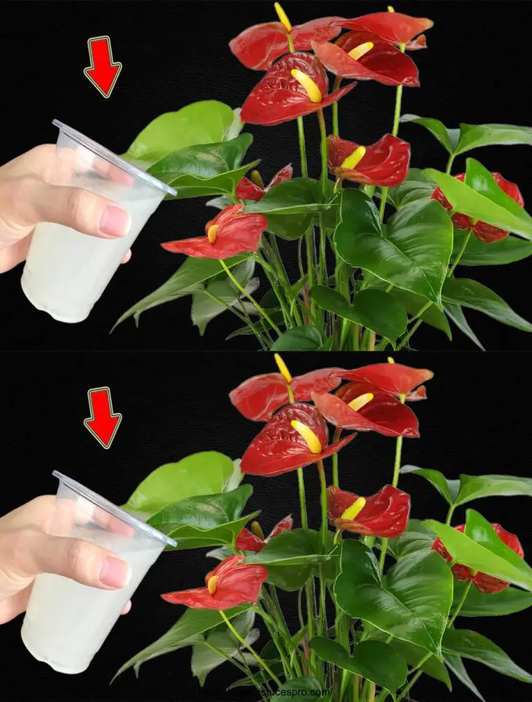 Solo per una volta! L’Anthurium fiorisce continuamente tutto l’anno