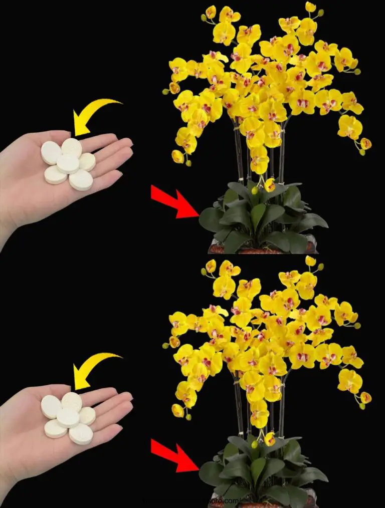 Una compressa al mese: radici e fiori si diffondono tutto l’anno concimi naturali