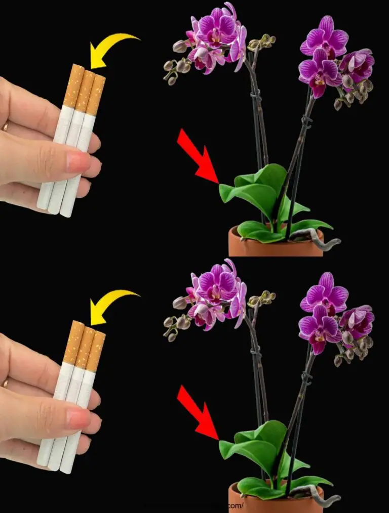 Stranamente, solo una sigaretta schiude le orchidee per 4 stagioni.