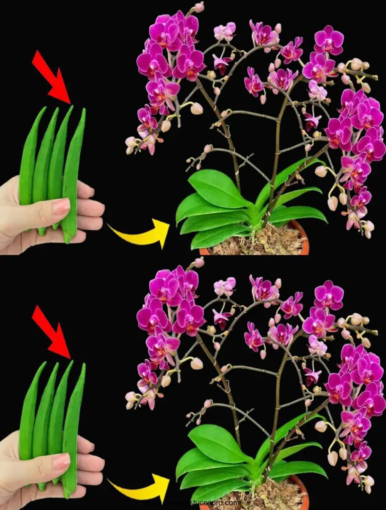 Scoprite ora questo meraviglioso fertilizzante naturale che fa fiorire le orchidee.