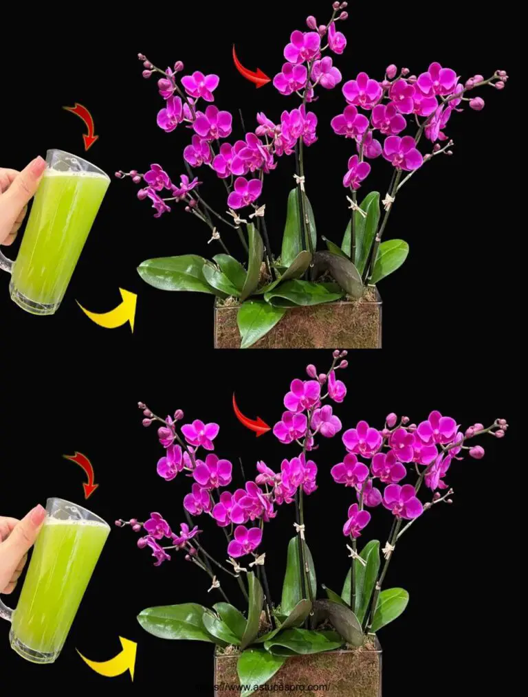 Misterioso! L’acqua con regolarità permetterà alle orchidee di fiorire brillantemente per molti mesi.