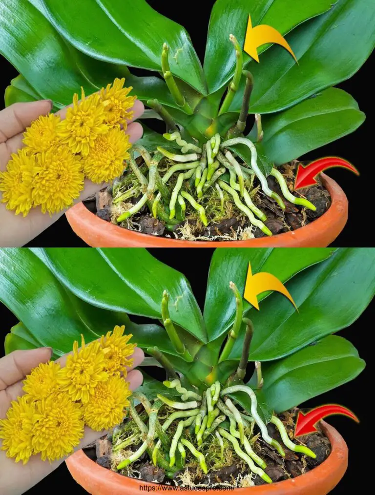 Incredibile! Le orchidee prendono rapidamente radici e fiori grazie a questa cosa