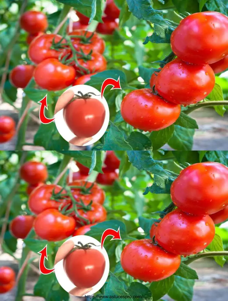 Incredibile: come coltivare pomodori così grandi e grandi