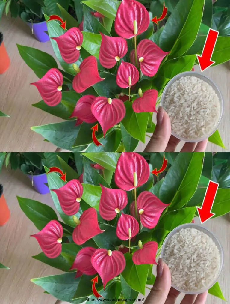 Vieni ad aiutare lo stabilimento di Anthurium a fiorire continuamente! Scoprite il fertilizzante naturale perfetto