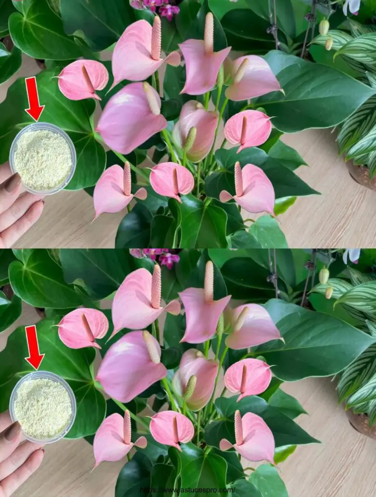 Diffondere un cucchiaio, che avrebbe pensato di vedere fiorire l’Anthurium incredibilmente, concimi naturali.