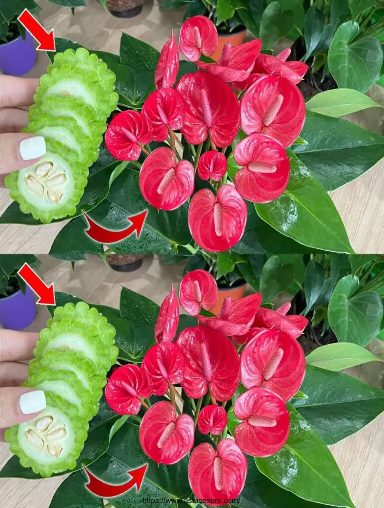 Che sorpresa! Dopo aver nutrito l’Anthurium con questo, i fiori sboccano in fertilizzanti naturali.