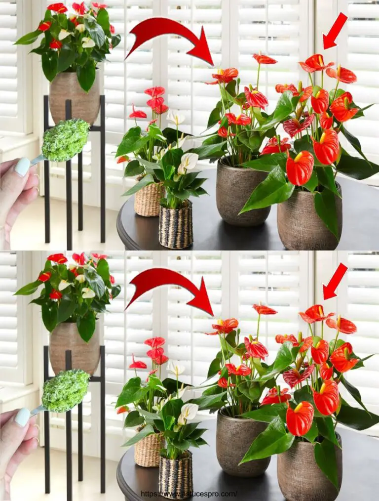 Un cucchiaio, l’Anthurium fiorisce per 6 mesi senza sosta, concimi naturali