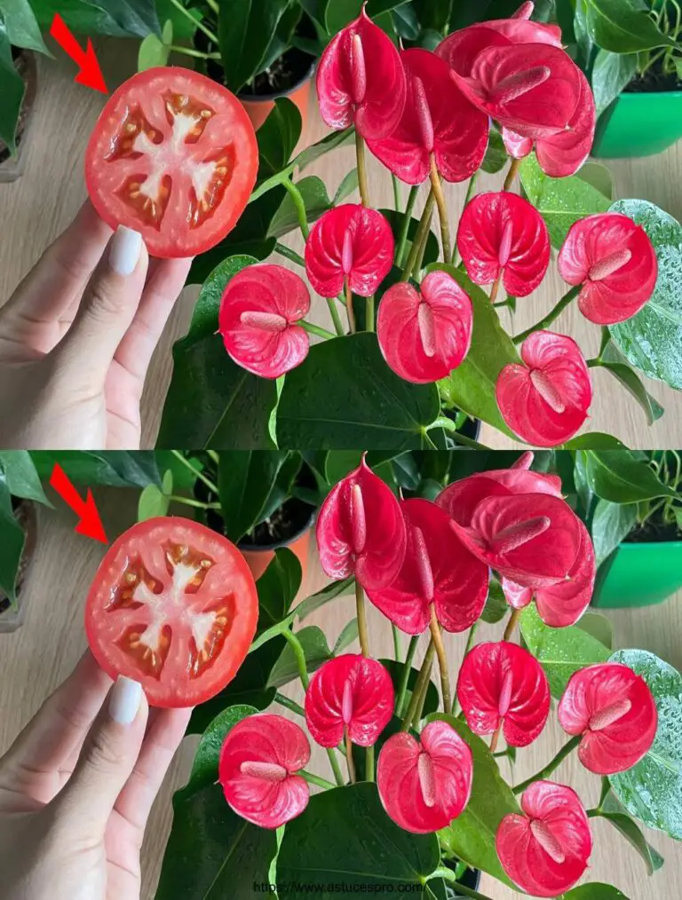 Solo una fetta di pomodoro, L’angrimo punge per fiorire tutto l’anno