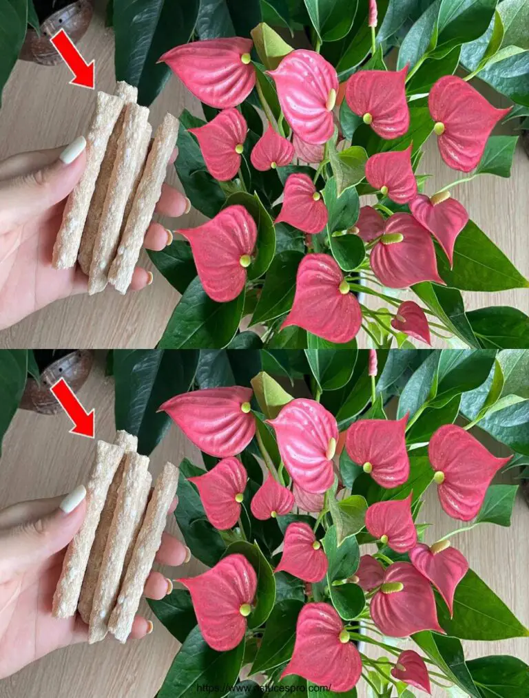 Prenditi cura di te Anthurium in questo modo per fiorire spettacolari