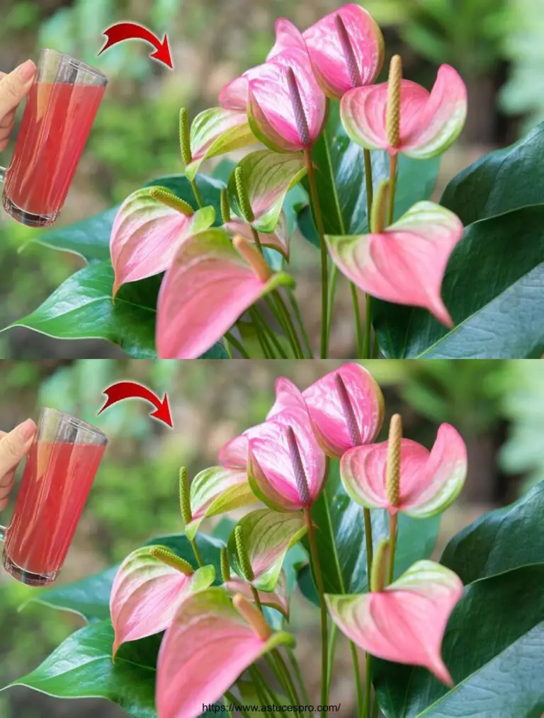 Il segreto per la coltivazione e la fioritura degli Anthurium: un fertilizzante naturale efficiente