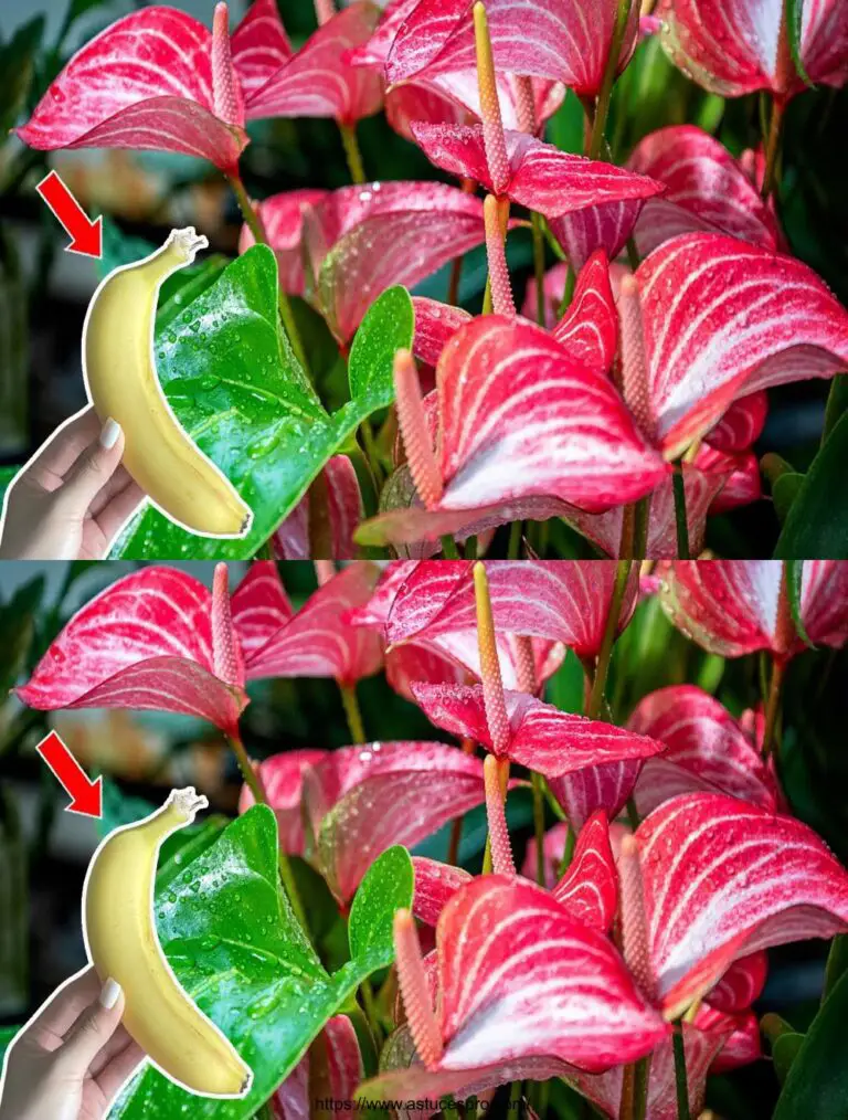 Solo un frutto per far fiorire magicamente l’intero giardino dell’Anthurium