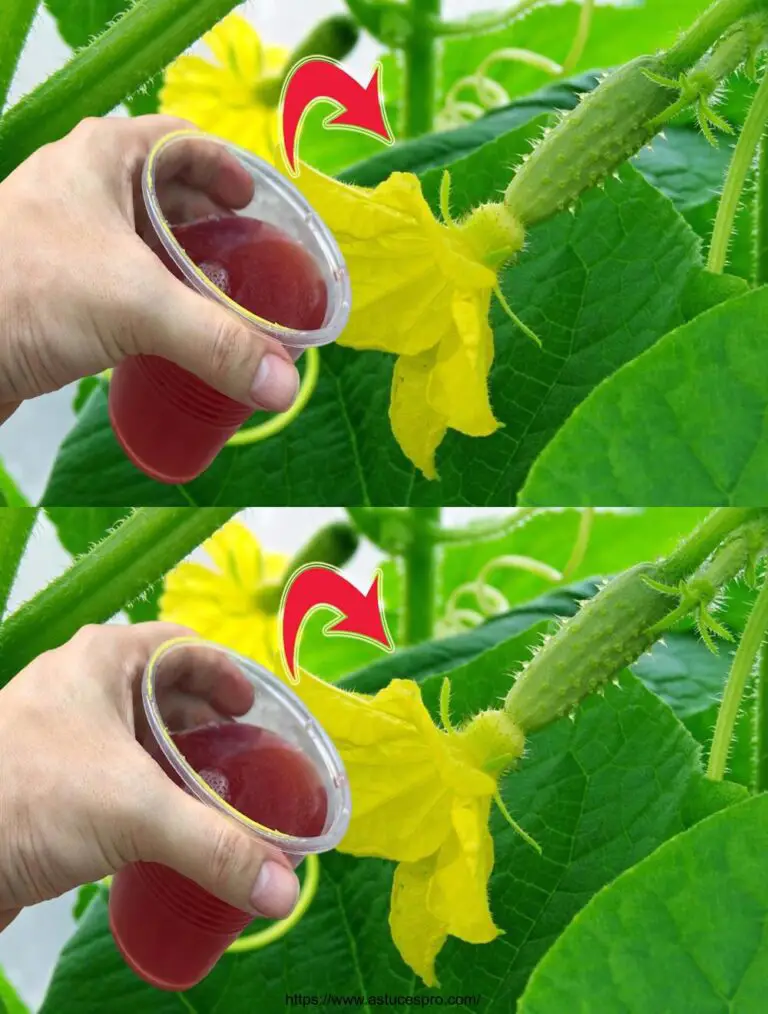 Solo una tazza, le piantine cresceranno in modo esplosivo! Concimi organici potenti per lo strato superiore del suolo.