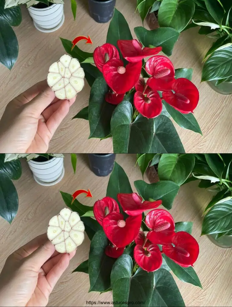 Con solo 1 garofano, l’Anthurium è sano e fiori molti fiori magici