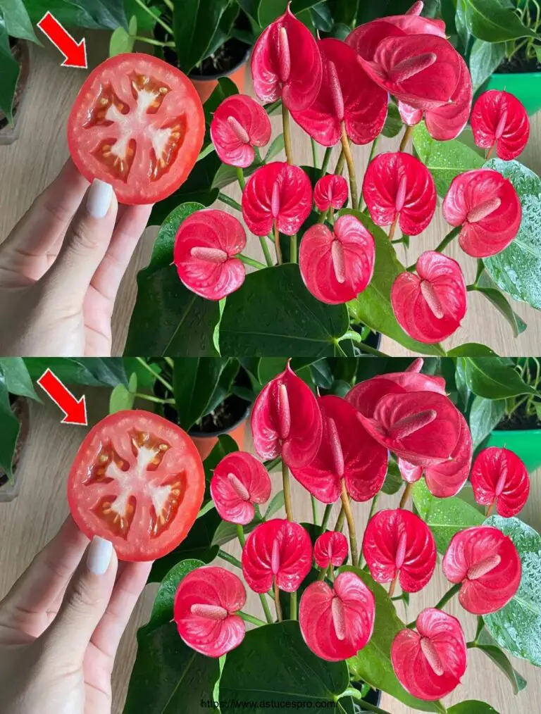 Solo una fetta di pomodoro, l’Anthurium fiorisce nelle quattro stagioni.