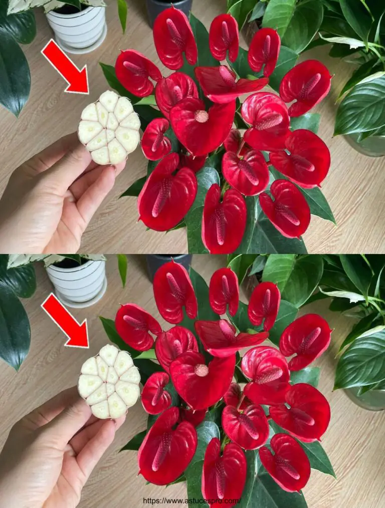 Mance magiche per fiorire e crescere in salute Anthurium in fretta