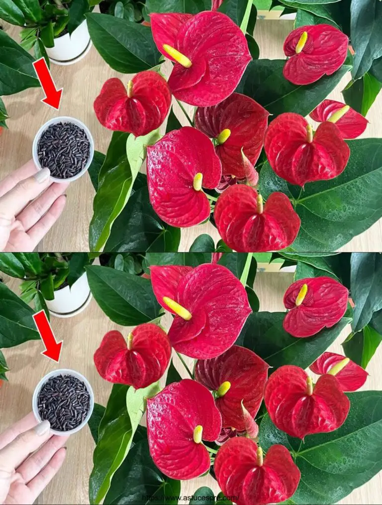 L’ho spruzzato sul mio Anthurium! Fiori fioriti in tutto il giardino