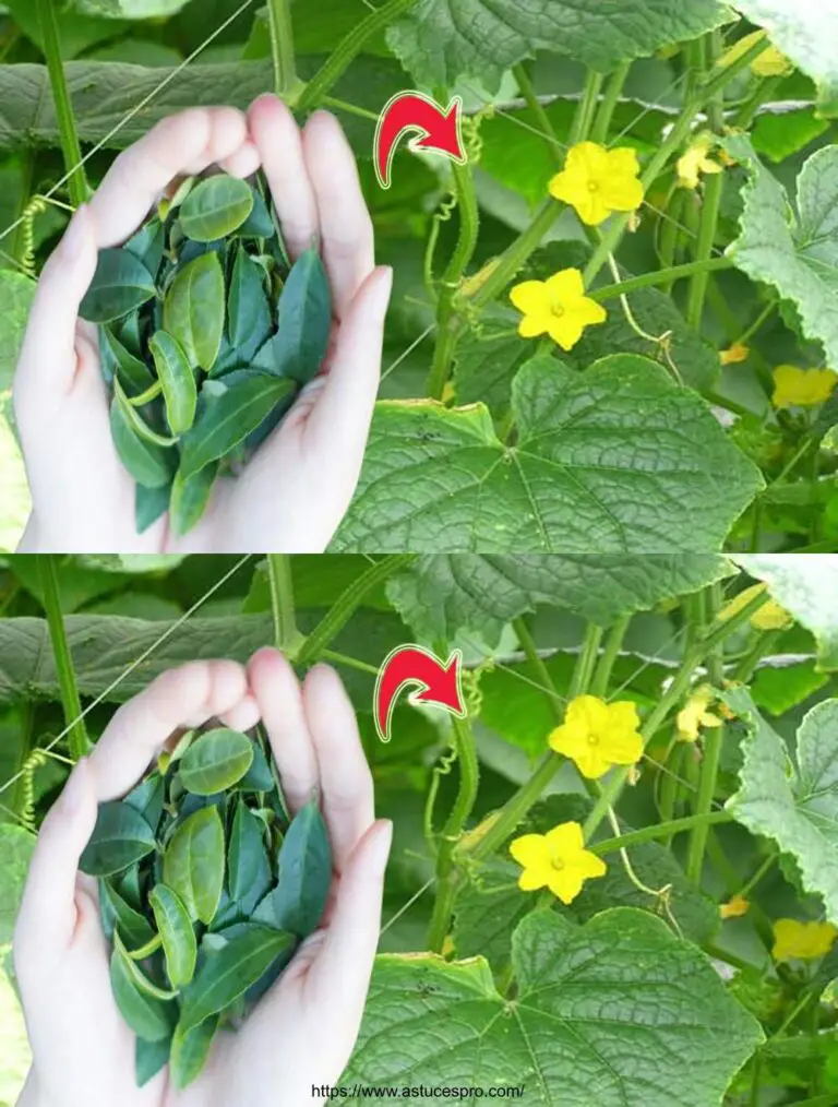 Offri questo a cetrioli e pomodori in estate per un’abbondanza di frutta!