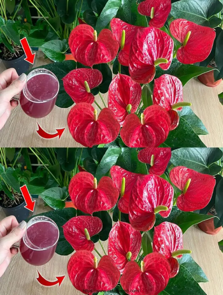 Solo una fetta di cipolla può far esplodere l’Anthurium con una profusione di fiori belli.