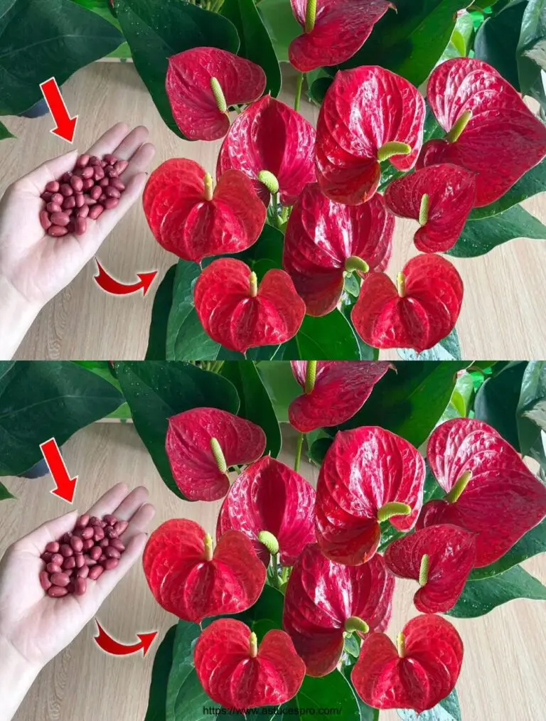 Con pochi di questi semi, l’Anthurium cresce vigorosamente e fiori infinitamente.