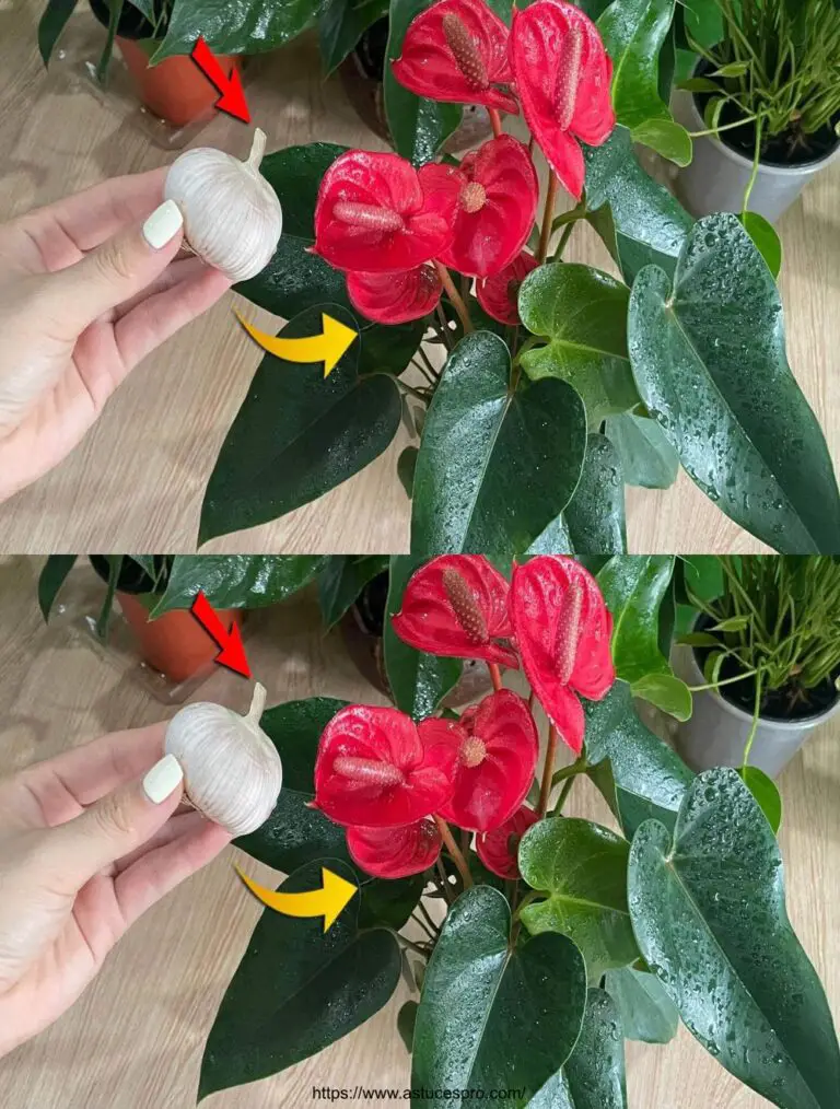 Solo pochi spicchi di aglio faranno fiorire e faranno crescere l’Anthurium a tutte le velocità.