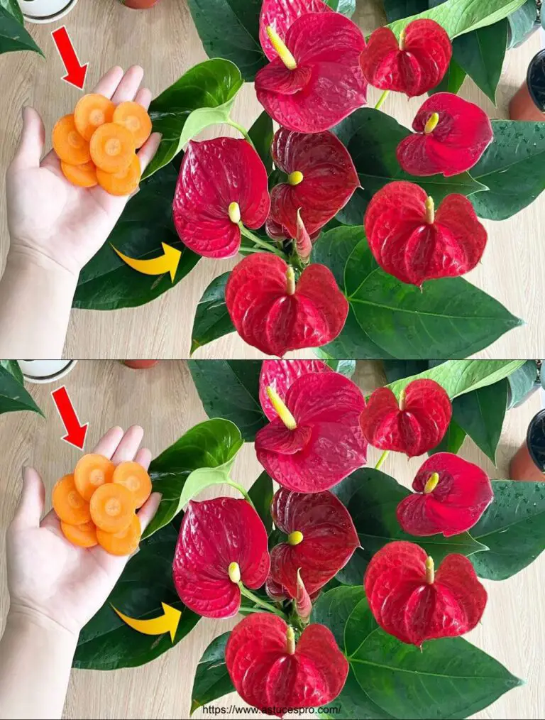 Solo qualche fetta di carota, l’Anthurium fiorisce all’istante