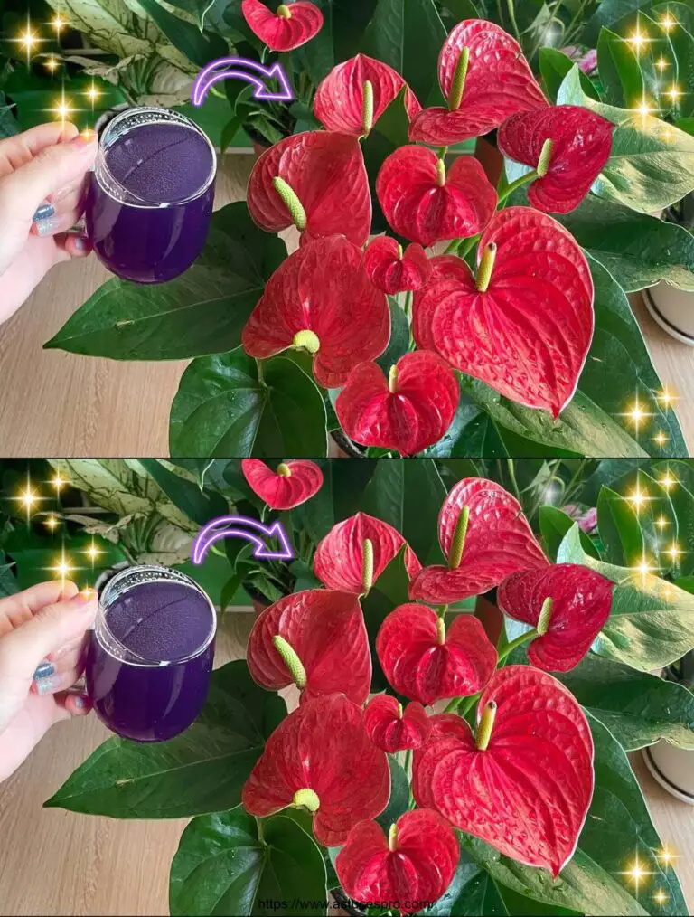 Solo un bicchiere d’acqua alla radice, l’Anthurium fiorisce improvvisamente in abbondanza