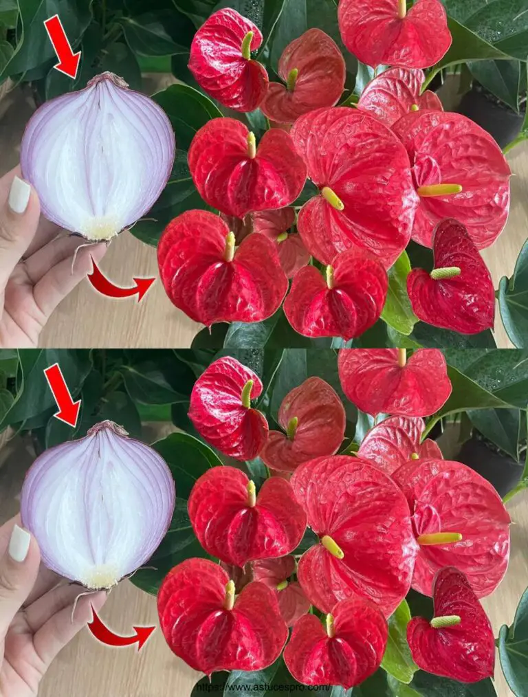 Una fetta di cipolla può far esplodere l’Anthurium con una moltitudine di fiori belli!