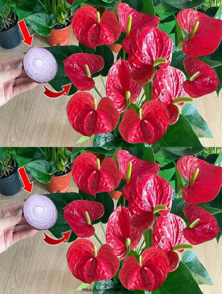 Solo una fetta di cipolla può far esplodere l’Anthurium con tanti bei fiori