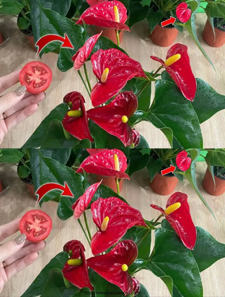 Solo una fetta di pomodoro può far esplodere l’Anthurium con tanti bei fiori