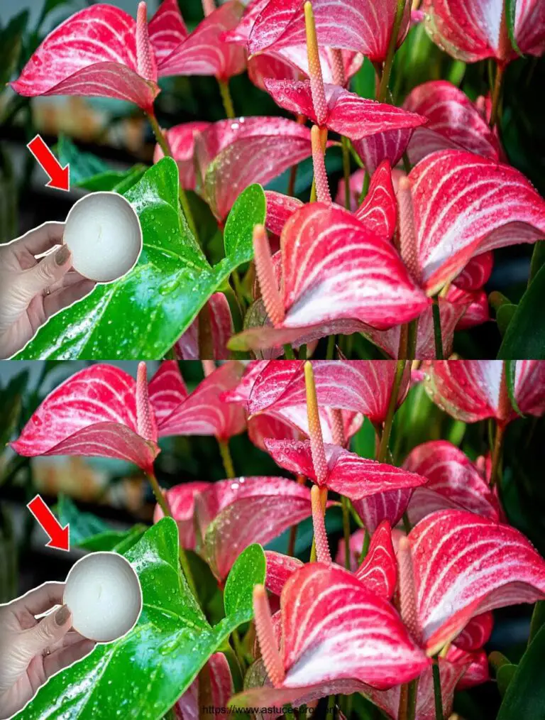 Solo qualche fetta di cipolla fiorirà l’Anthurium con tanti bei fiori