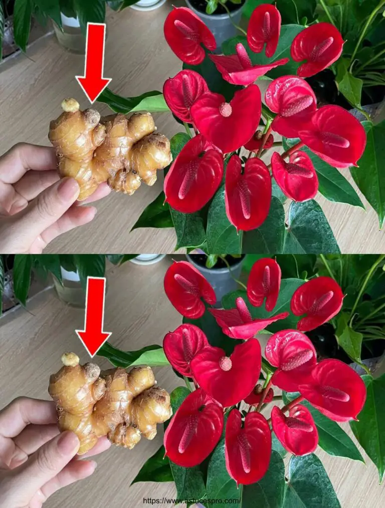 Un’unica fetta di zenzero può far esplodere l’Anthurium di tanti bei fiori