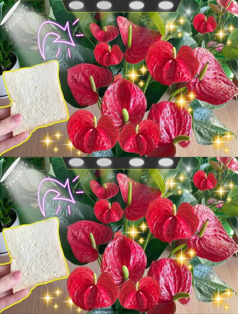 Una fetta di pane esploda l’Anthurium con una profusione di fiori belli