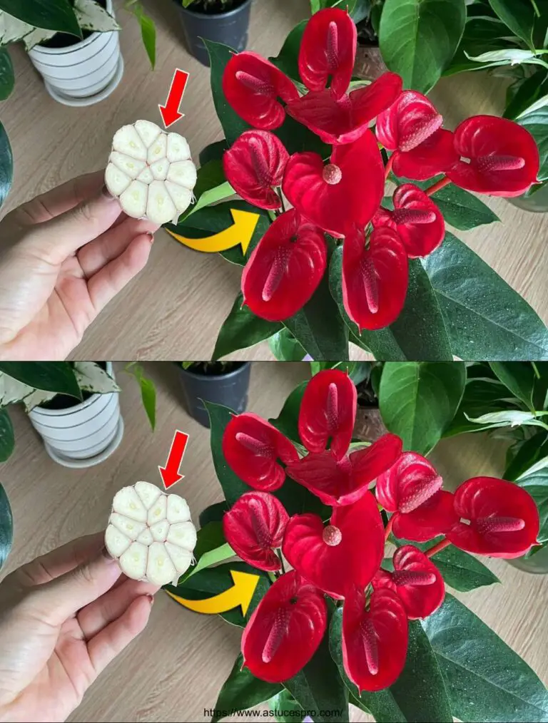 Solo una fetta di aglio spezzerà l’Anthurium con tanti bei fiori