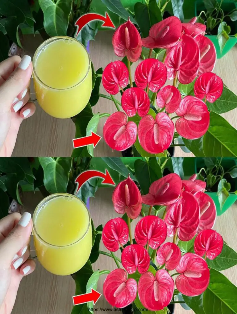 Solo una tazza al giorno e i fiori fiori fioriscono tutto l’anno senza inganni